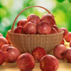 Apples 3D model