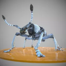 Beetle Eupholus Nickleri Weevil Low-poly  3D model