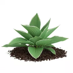 Hosta Plant Hosta kiyosumiensis 3D model