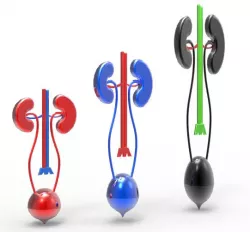 kidney