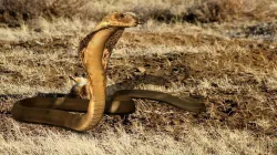 King Cobra Snake - Rigged Low-poly  3D model