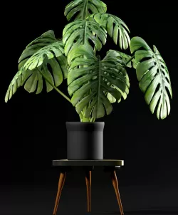 plant Swiss Cheese Plant 3D model