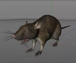 Rat Rig 3D model