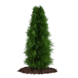 Thuja Thuja koraiensis 3D model