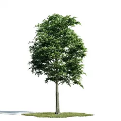 Tree 12 am171 3D model