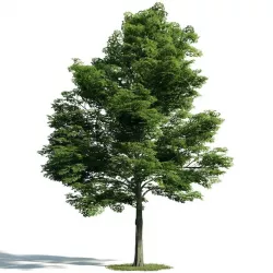 Tree 13 am171 3D model