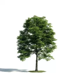 Tree 14 am171 3D model