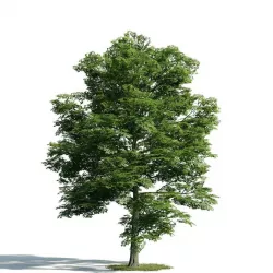 Tree 15 am171 3D model