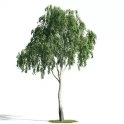 Tree 16 am171 3D model