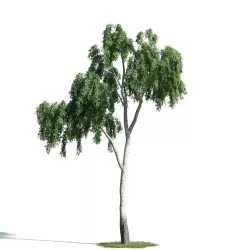 Tree 17 am171 3D model