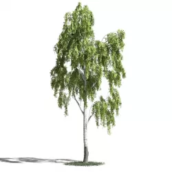 Tree 18 amb1 3D model
