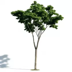 Tree 19 am171 3D model