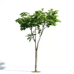 Tree 20 am171 3D model