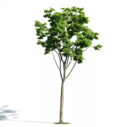 Tree 21 am171 3D model