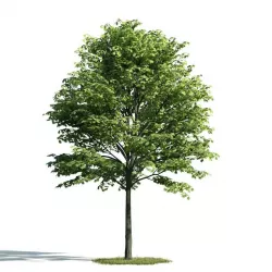 Tree 22 am171 3D model
