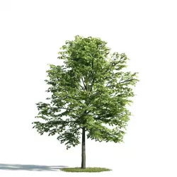 Tree 23 am171 3D model