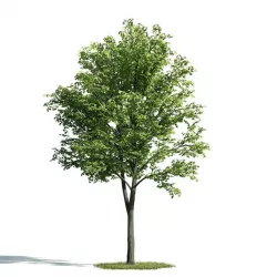 Tree 24 am171 3D model
