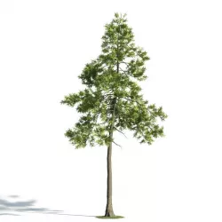Tree 25 am171 3D model