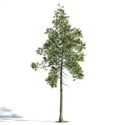 Tree 26 am171 3D model