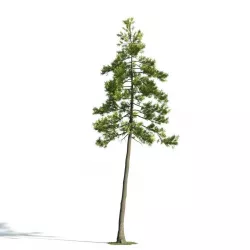 Tree 27 am171 3D model