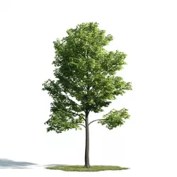 Tree 28 am171 3D model