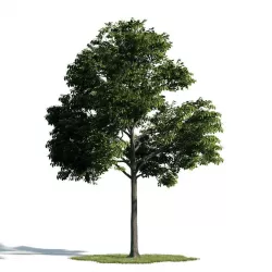 Tree 31 am171 3D model