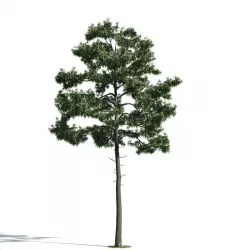 Tree 35 am171 3D model