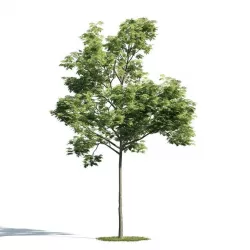 Tree 38 am171 3D model