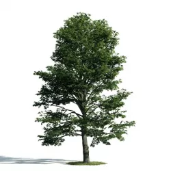 Tree 53 am171 3D model