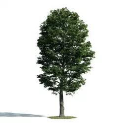 Tree 54 am171 3D model