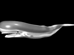 Whale