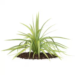 Yellow Yucca Plant Yucca arkansana 3D model