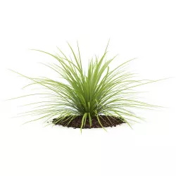 Yucca Plant Yucca baileyi 3D model