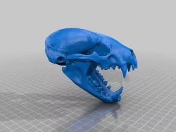 American Badger Skull
