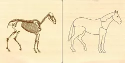 horse mammal zoology animal puzzle montessori for laser cut