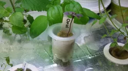  Spiral vase mode Hydroponic Net Pot