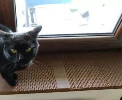 Anti-Climb Spikes for Cats or Birds 