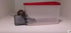 Mouse/rat trap