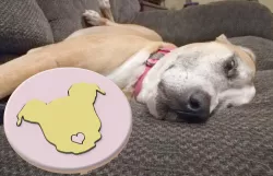Pit Bull Pop Socket Cover