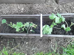 Planter stablizer clamb (Customizer)