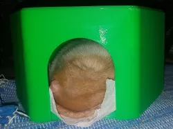 Rat/Mouse/Hamster House