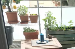 Bird feeder