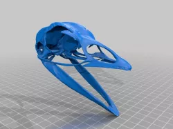 Domestic Turkey Skull