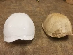 Eastern Box Turtle Shell (Terrapene carolina carolina) 