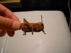 grasshopper