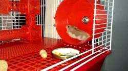 Mouse House