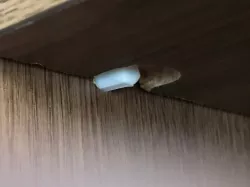 Shelf Pegs