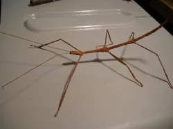 walking stick bug Phasmida