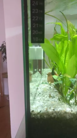 Aquarium Magnetic Scraper