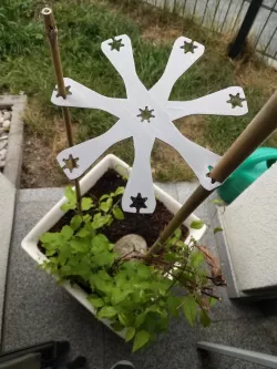 Bamboo sticks plants climbing aid